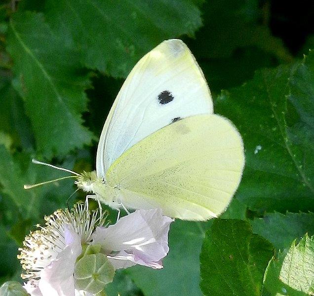 riscaldiamoci con questa Pieris... - Pieris rapae